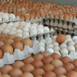 अण्डाको मूल्यमा वृद्धि